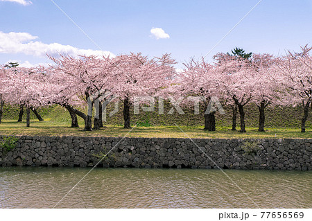 北海道　函館市の五稜郭の満開の桜 77656569