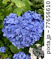 ハートの紫陽花 77656610
