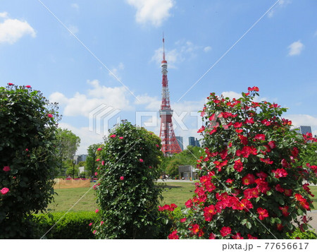 芝公園のバラ越しに見える東京タワー 77656617