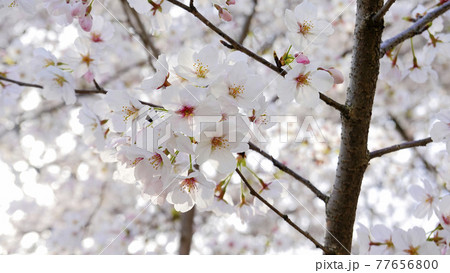 埼玉県幸手市 権現堂堤の桜並木と菜の花(桜のアップ) 4547 埼玉県幸手市 権現堂堤の桜並木と菜の花(桜のアップ) 4547 77656800