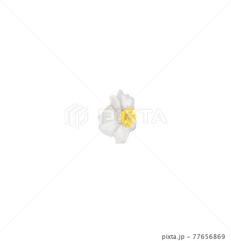 white flowers with a yellow center. bush of white flowers. watercolor  77656869