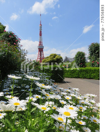 芝公園の花壇越しに見える東京タワー 芝公園の花壇越しに見える東京タワー 77656893