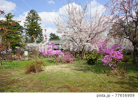 弘前公園の春　弘前城植物園 77656909