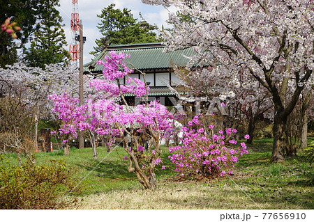 弘前公園の春　弘前城植物園 77656910