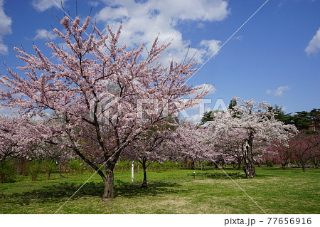 弘前公園の春　弘前城植物園 77656916