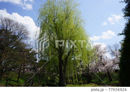 弘前公園の春　弘前城植物園 77656926