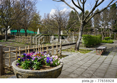 弘前公園の春　弘前城植物園 77656928