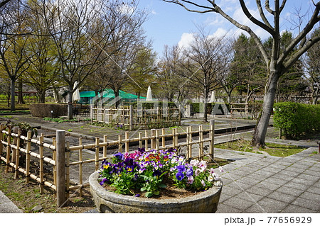 弘前公園の春 弘前城植物園 弘前公園の春 弘前城植物園 77656929