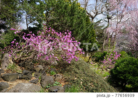 弘前公園の春　弘前城植物園 77656939