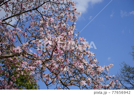 弘前公園の春 弘前城植物園 弘前公園の春 弘前城植物園 77656942