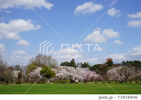 弘前公園の春　弘前城植物園 77656946