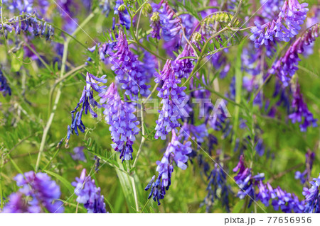 ナヨクサフジの草むら ナヨクサフジの草むら 77656956