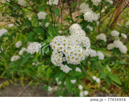 コデマリ コデマリ 77656958