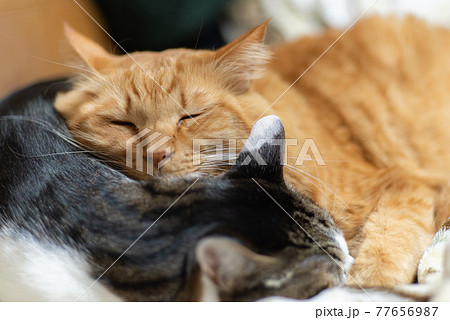 仲良く眠る二匹の猫 仲良く眠る二匹の猫 77656987