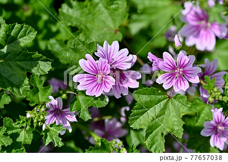 ウスベニアオイ ウスベニアオイ 77657038