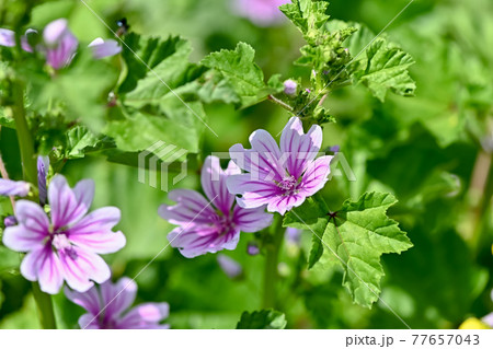 ウスベニアオイ ウスベニアオイ 77657043