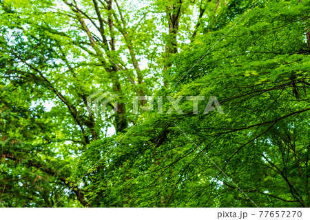 ヒーリング 77657270