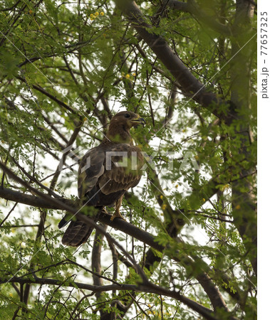 Oriental Honey Buzzard or Pernis Ptilorhyncus portrait at Ranthambore national park Rajasthan India Oriental Honey Buzzard or Pernis Ptilorhyncus portrait at Ranthambore national park Rajasthan India 77657325