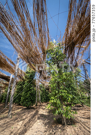 peppercorn trees growing in organic natural pepper farm   kampot cambodia 77657359