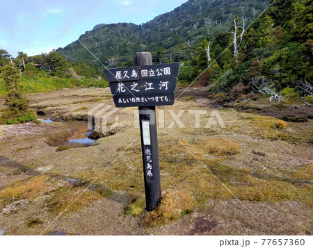 花之江河 77657360