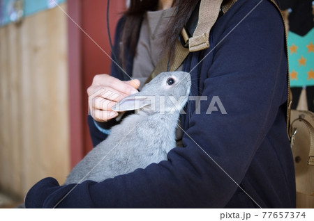 うさぎ 77657374