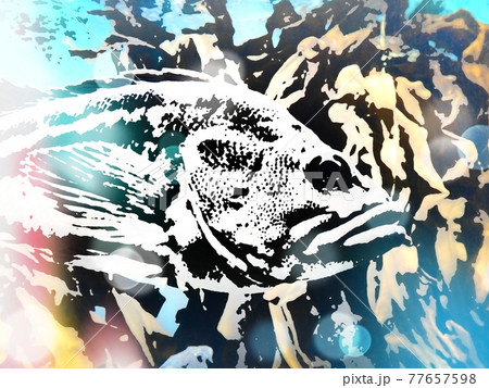 ソイ ソイ 77657598
