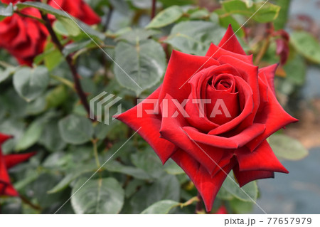 真っ赤な春のバラ 77657979
