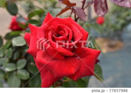 真っ赤な春のバラ 真っ赤な春のバラ 77657986