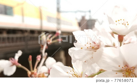 桜と伊勢志摩ライナー 77658071