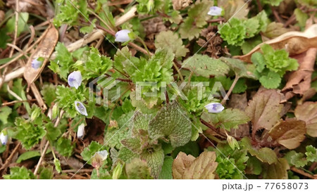 花開く前のオオイヌノフグリ 77658073