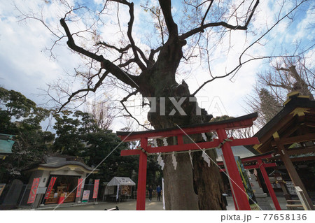 神社仏閣 新田神社の欅のご神木 東京都大田区 神社仏閣 新田神社の欅のご神木 東京都大田区 77658136