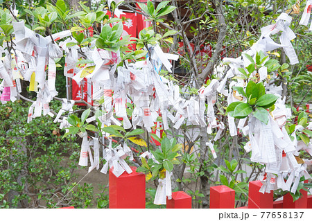 神社仏閣　おみくじ　新田神社　東京都大田区 77658137