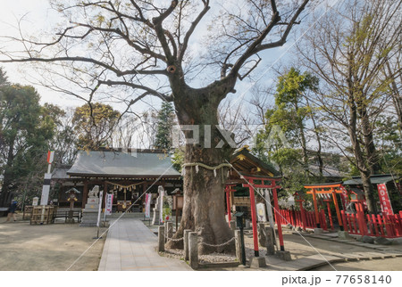神社仏閣 新田神社の欅のご神木 東京都大田区 神社仏閣 新田神社の欅のご神木 東京都大田区 77658140