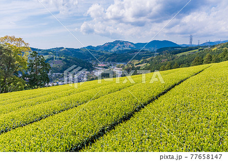 （静岡県）諏訪原城跡付近から粟ヶ岳の茶文字を望む 77658147