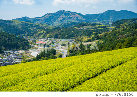 (静岡県)諏訪原城跡付近から粟ヶ岳の茶文字を望む (静岡県)諏訪原城跡付近から粟ヶ岳の茶文字を望む 77658150