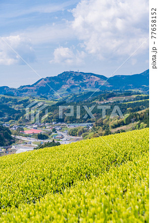 （静岡県）諏訪原城跡付近から粟ヶ岳の茶文字を望む 77658152