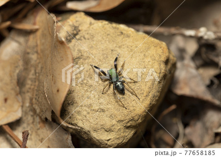 アオオビハエトリ アオオビハエトリ 77658185