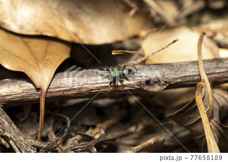 アオオビハエトリ 77658189