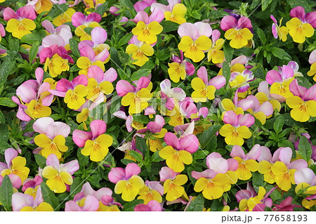 ビオラの花 77658193