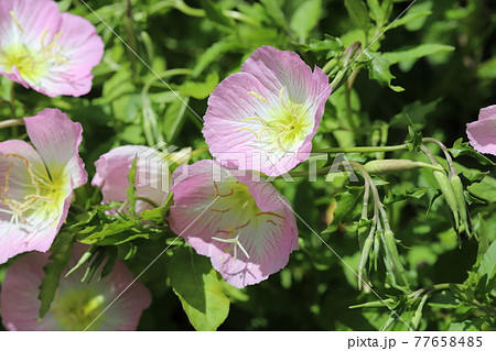 春の公園に咲くヒルザキツキミソウのピンク色の花 77658485