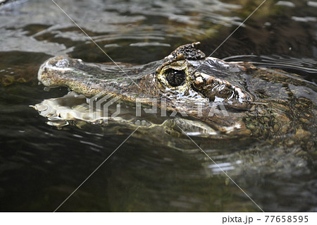 ブラジルカイマン 77658595