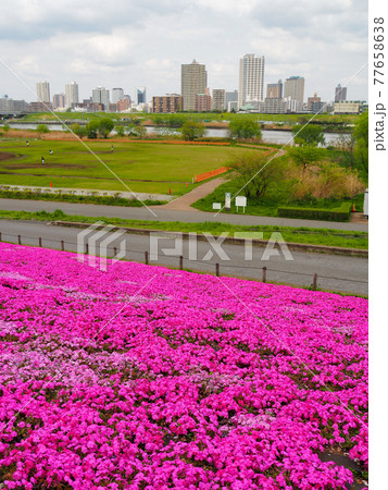 荒川河川敷のシバザクラ 77658638