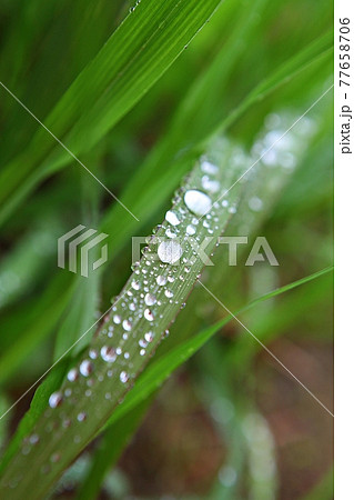 水滴 葉 滴 77658706
