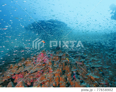 珊瑚と小さな海水魚の群れ (ボン島、シミラン海洋国立公園、タイ王国) 珊瑚と小さな海水魚の群れ (ボン島、シミラン海洋国立公園、タイ王国) 77658902