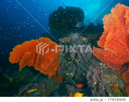 群生するウミウチワと小さな海水魚の群れ (タチャイ島、シミラン海洋国立公園、タイ王国) 群生するウミウチワと小さな海水魚の群れ (タチャイ島、シミラン海洋国立公園、タイ王国) 77658906