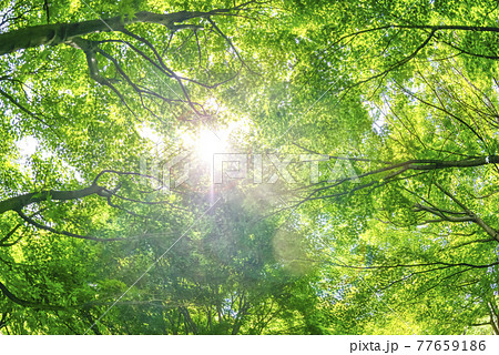 新緑もみじのイメージカット レンズフレア 神奈川県宮ヶ瀬湖畔園地 新緑もみじのイメージカット レンズフレア 神奈川県宮ヶ瀬湖畔園地 77659186