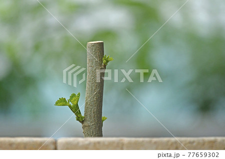 酔芙蓉 挿し木イメージ ( fix撮影 ) 酔芙蓉 挿し木イメージ ( fix撮影 ) 77659302