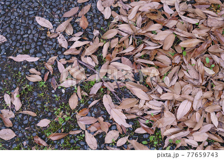 焚火の素材 77659743