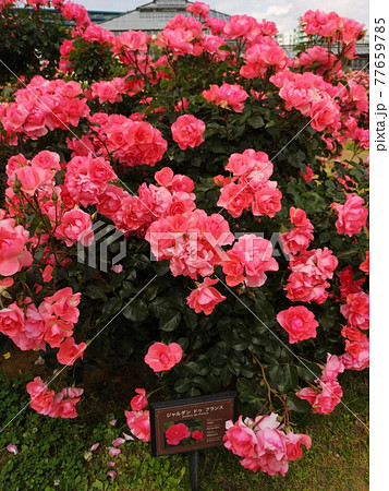 ジャルダンドゥフランス ジャルダンドゥフランス 77659785