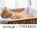 茶トラの猫06 77659834